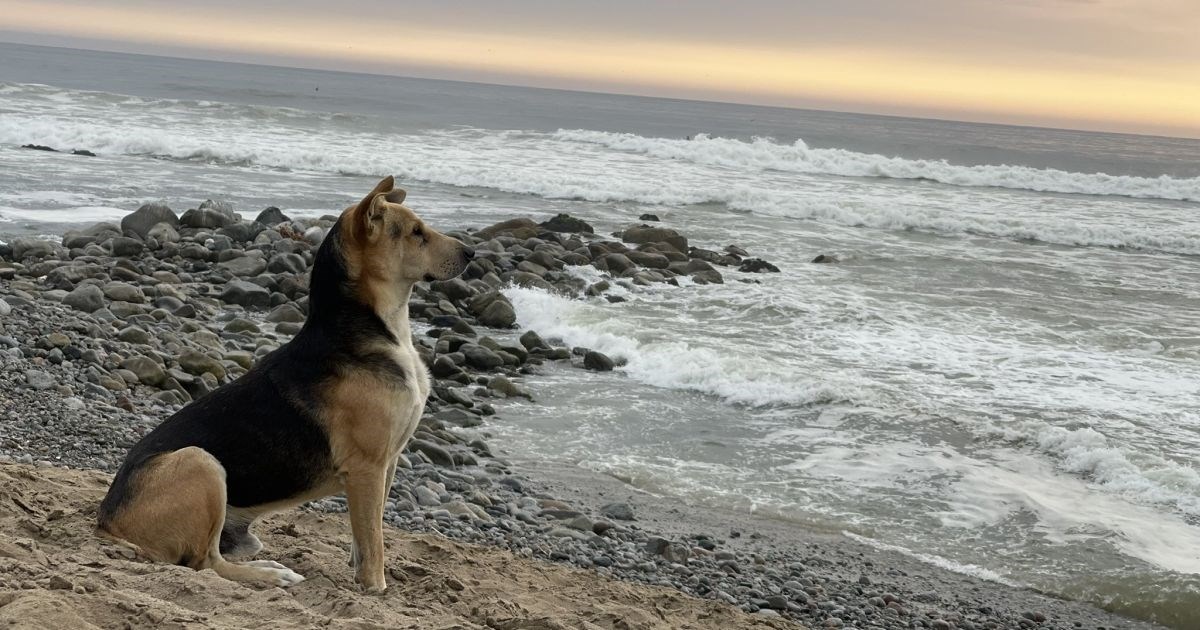 Premda je njegov vlasnik preminuo, pas svaki dan dolazi na obalu i čeka ga
