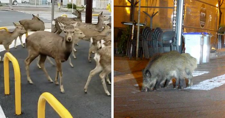 Čudne posljedice karantene: Životinje slobodno hodaju opustošenim ulicama