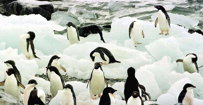 Organizacija za zaštitu prirode: Broj pingvina i sobova je u jakom padu