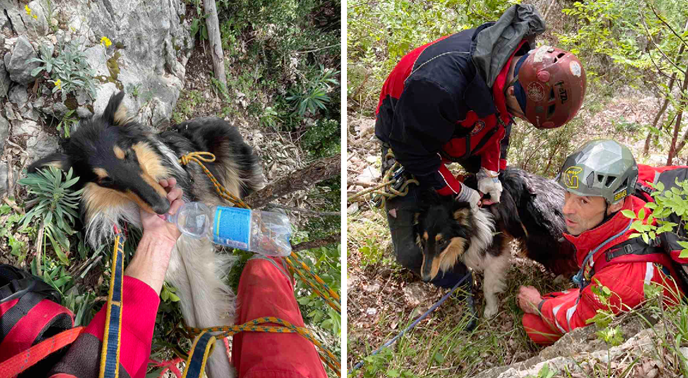 Riječki HGSS-ovci dva dana spašavali psa Tomija. Pronašli su ga na dnu strme jaruge