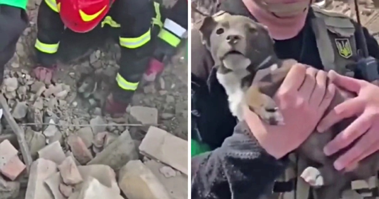 VIDEO Spasioci u Ukrajini ispod ruševina pronašli štene i spasili mu život