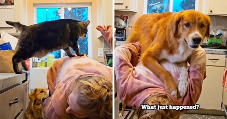 Vlasnica je vježbala trikove sa svojom mačkom, a onda im se neočekivano pridružio pas