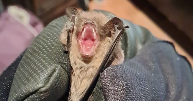 "Horor" u centru Zagreba: Šišmiš okupirao stan, intervenirala ekipa iz Dumovca