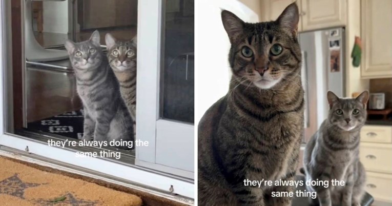 Jedna duša, dva tijela: Braća Zero i Ollie svaki trenutak provode zajedno