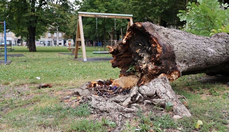 VIDEO I FOTO Srušilo se golemo stablo kestena u dječjem parku u Zagrebu