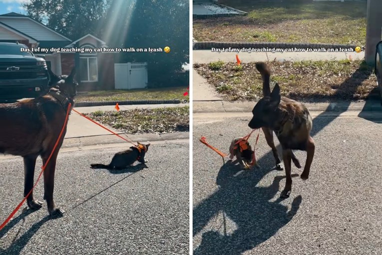 Pas preuzeo dresuru: Uči obiteljsku mačku hodati na povodcu