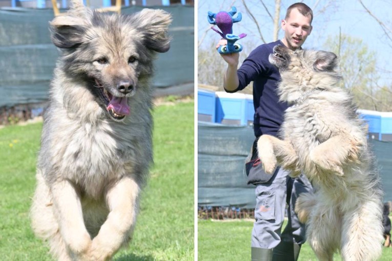 Zaigrana Lili traži zauvijek dom