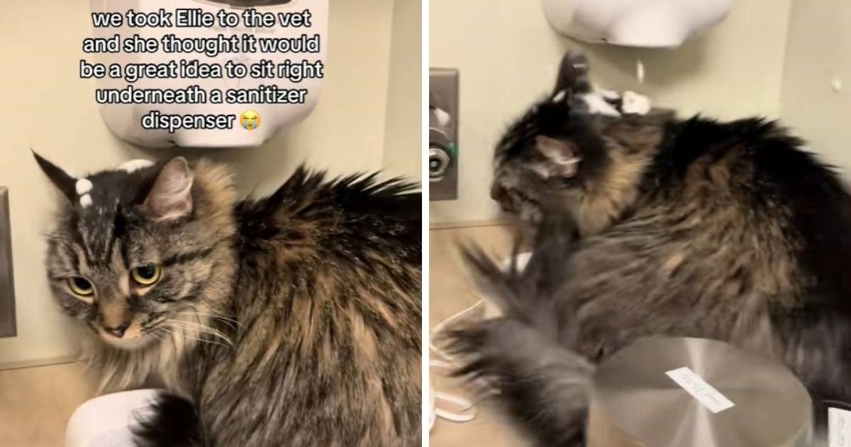 Mačka se pokušala sakriti od veterinara, njezin odabir skrovišta nasmijao je tisuće