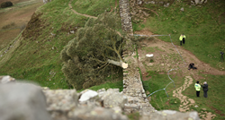 Tinejdžer srušio "stablo Robina Hooda" koje je uz Hadrijanov zid stajalo 200 godina