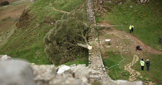 Tinejdžer srušio "stablo Robina Hooda" koje je uz Hadrijanov zid stajalo 200 godina
