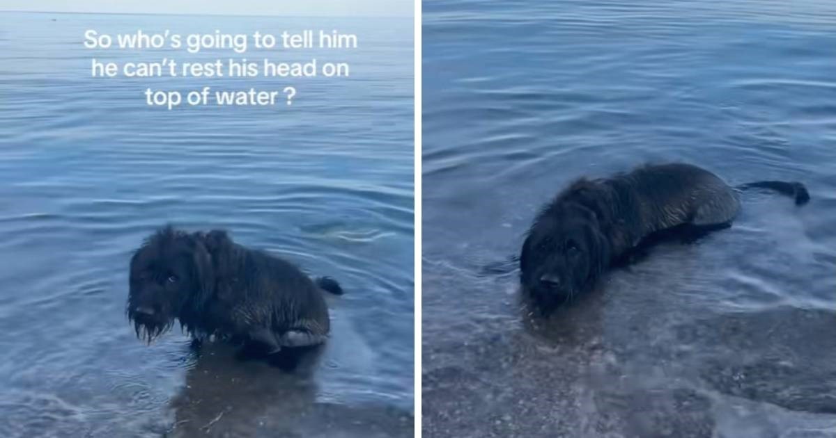 Pas otišao na plažu prvi put u životu, njegova zbunjena reakcija je hit