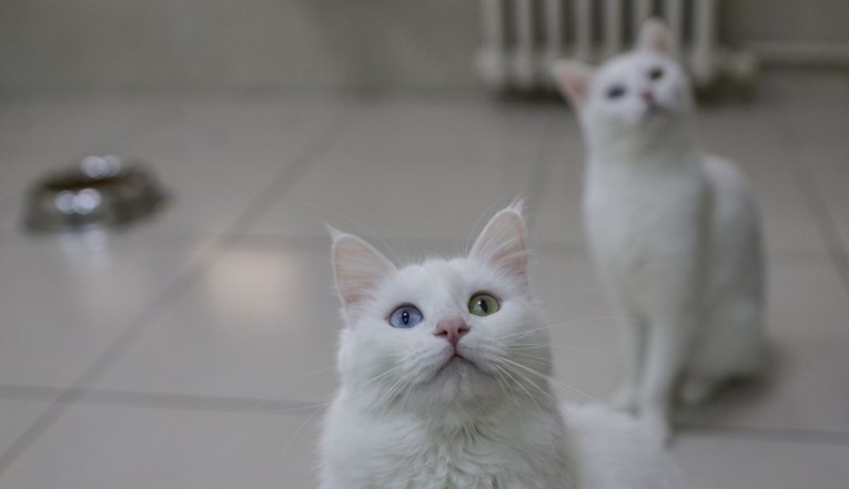 Prvi kućni ljubimci i životinje iz zoološkog imaju koronavirus