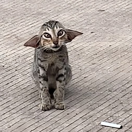 Dobby ili Baby Yoda? Mačka lutalica udomljena je nakon što je video postao viralan
