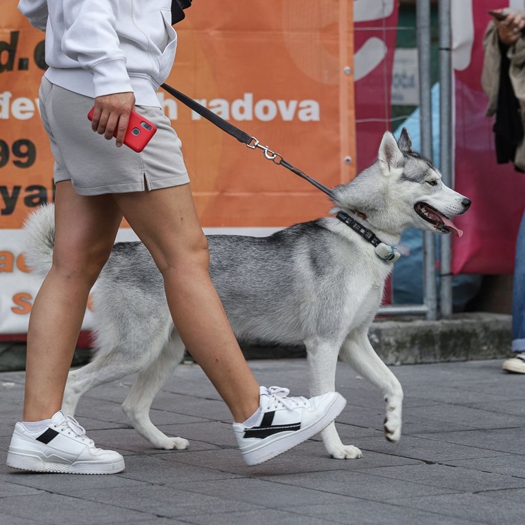 Prošetali smo Zagrebom i naišli na mnoge preslatke pse, pogledajte fotke