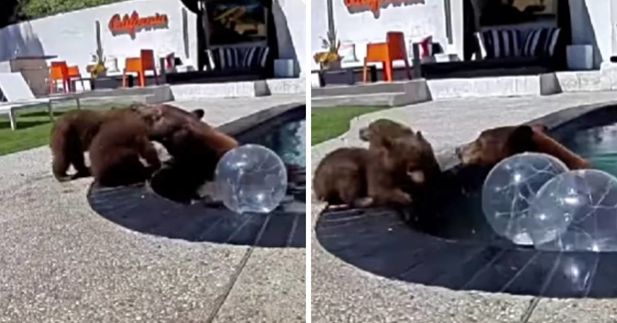 Mama medvjedica nježno potiče mladunce na plivanje u bazenu, video je raznježio mnoge