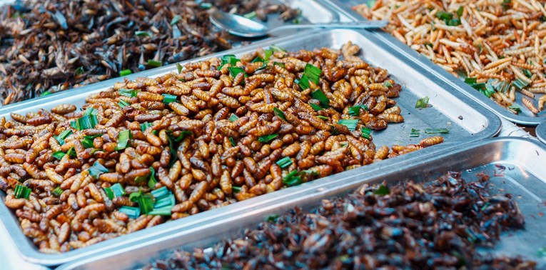 ANKETA  Što mislite o konzumaciji kukaca i hrani napravljenoj od njih?