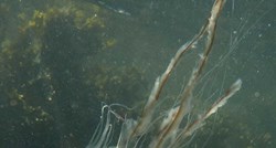 U Istri dojave o meduzama, javite ako ste ih vidjeli