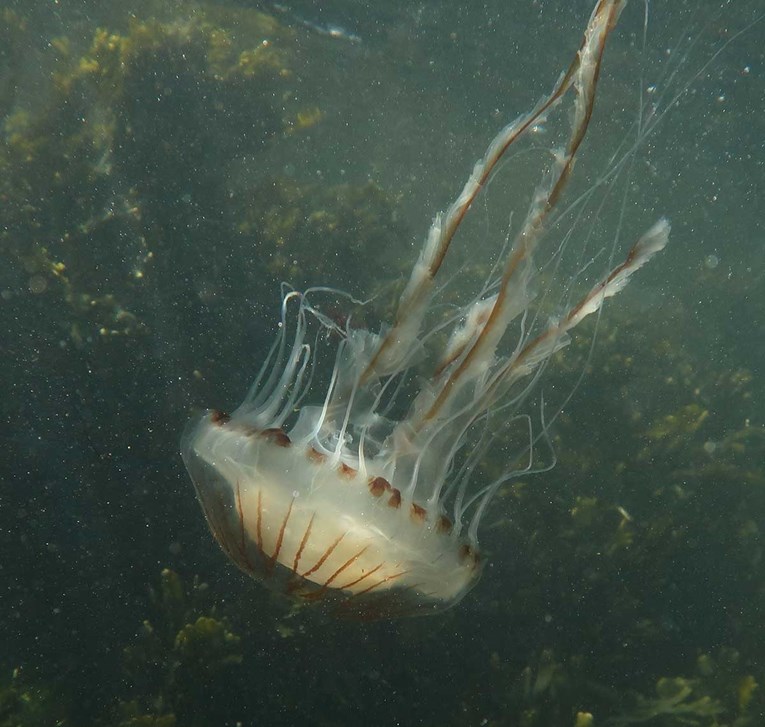 U Istri dojave o meduzama, javite ako ste ih vidjeli