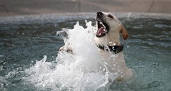 VIDEO Simpatični pas plivao je u Manduševcu i privukao pažnju prolaznika