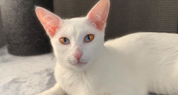 Maca s različitim bojama šarenice oduševljava ljude, njezine su oči čarobne