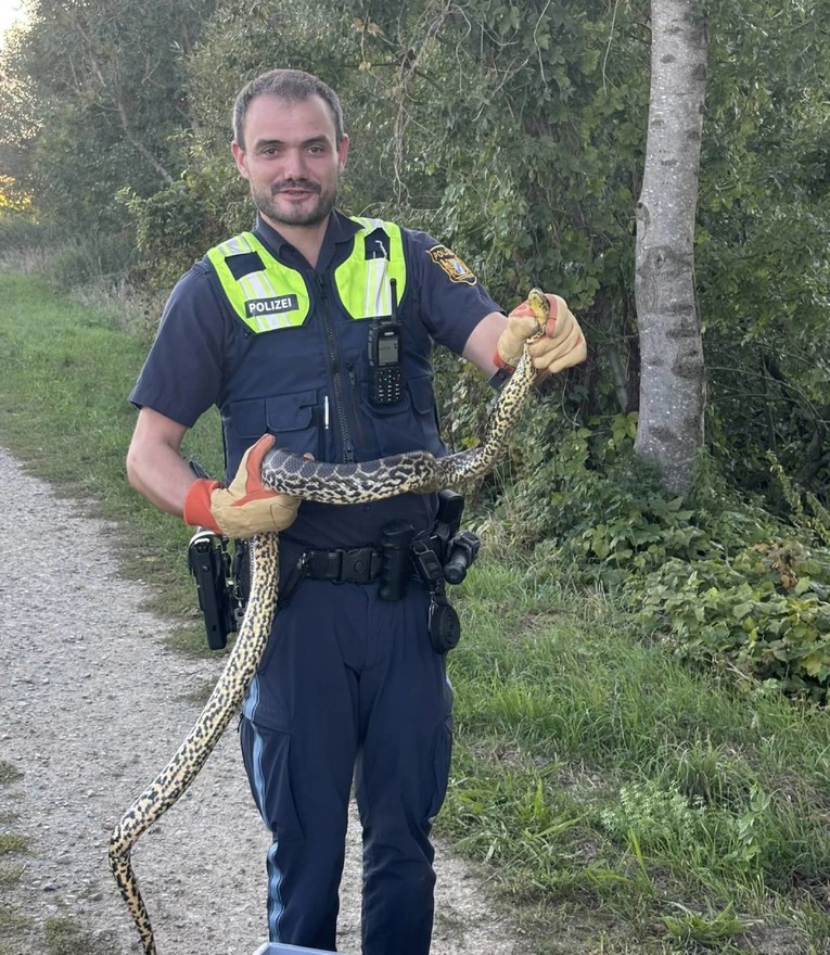 FOTO Žena uz obalu Dunava pronašla anakondu dugu dva metra