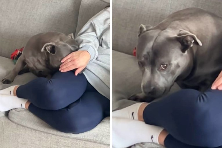 Urnebesna reakcija stafordice na spomen trčanja nasmijala je milijune