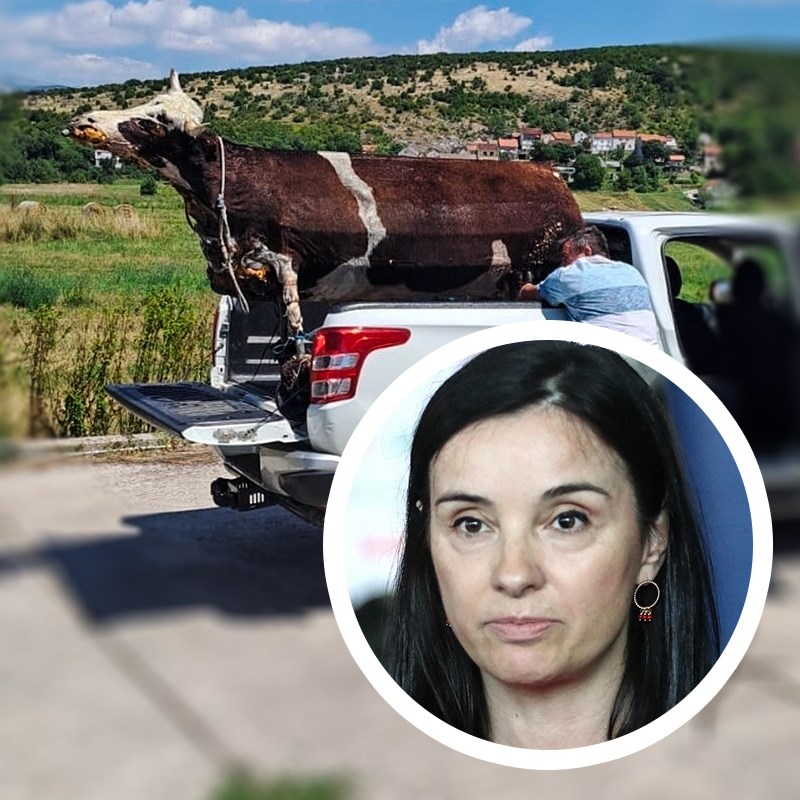 Stočaru iz Trilja oduzeto 120 hektara pašnjaka. Ministarstvo: Nije imao valjan dokaz
