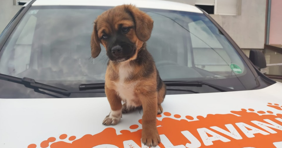 Odbačeni štenci pronađeni u Odranskom Obrežu u Zagrebu. Sada su u Dumovcu