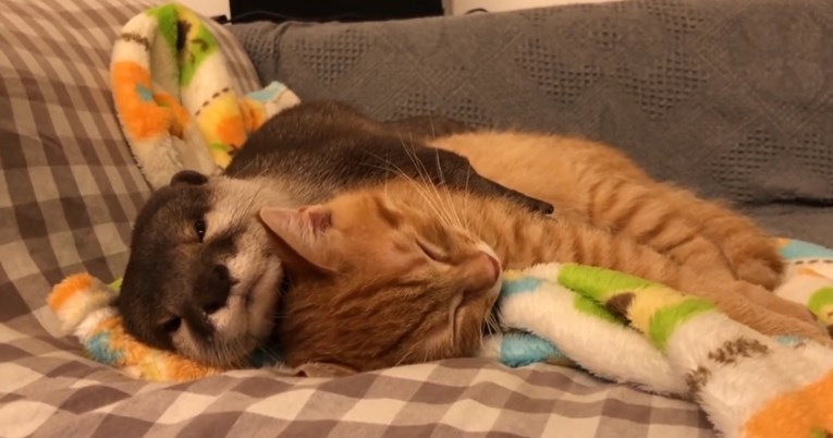 Vidra ne može zaspati bez zagrljaja mačića, nježan prizor postao je viralan