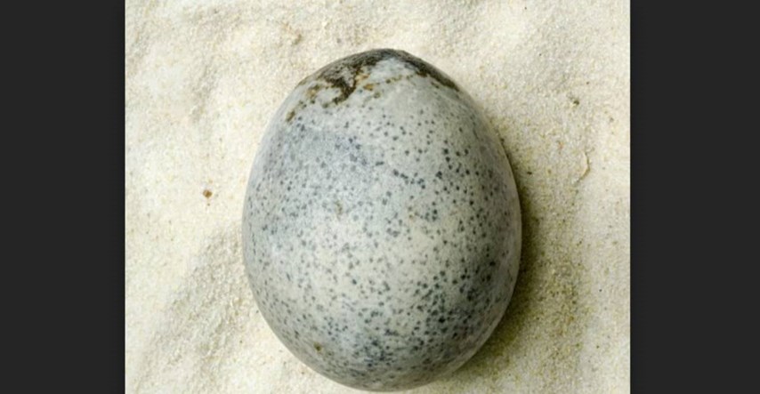Pronađeno nevjerojatno očuvano jaje iz rimskog doba. Još sadrži žumanjak i bjelanjak