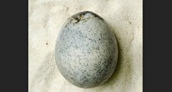 Pronađeno nevjerojatno očuvano jaje iz rimskog doba. Još sadrži žumanjak i bjelanjak