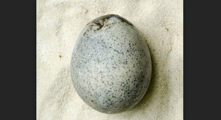 Pronađeno nevjerojatno očuvano jaje iz rimskog doba. Još sadrži žumanjak i bjelanjak 