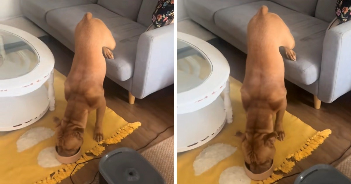 Vlasnik snimio neobičan način na koji njegov ljubimac jede: "Rade li ovo i vaši psi?"