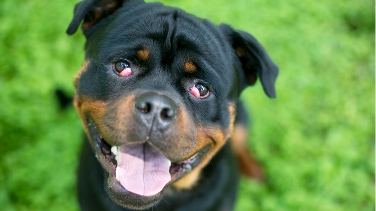 Saznajte što je cherry eye kod pasa i kako se liječi