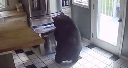 Medvjed ušao u kuću u Connecticutu i ukrao lazanje iz zamrzivača