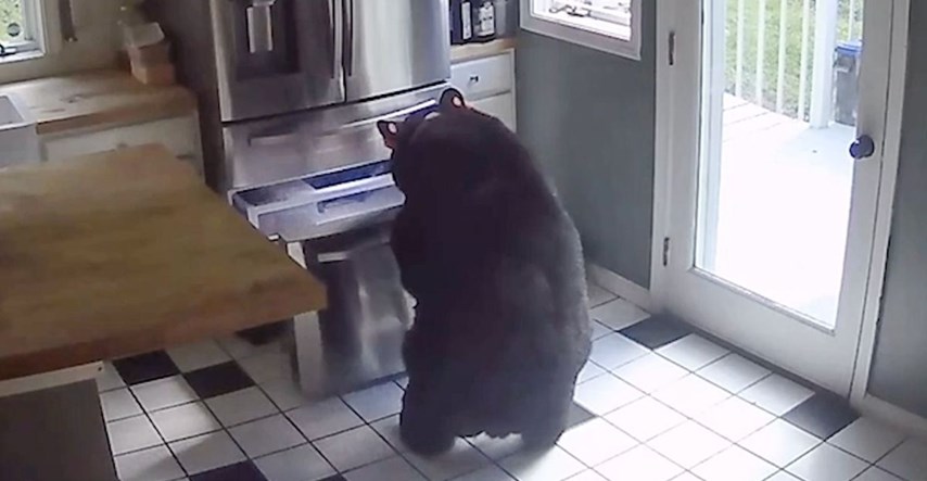 Medvjed ušao u kuću u Connecticutu i ukrao lazanje iz zamrzivača