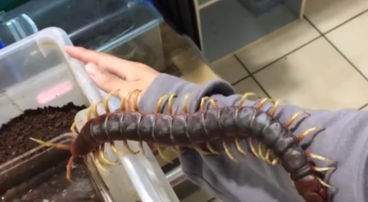 Nekom noćna mora, njemu ljubimac: Divovska stonoga koje se mnogi boje