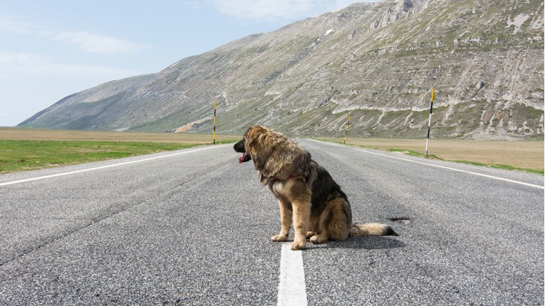 Iako je imala priliku ostaviti ih na sigurnom, ova žena je pse izbacila na ulicu