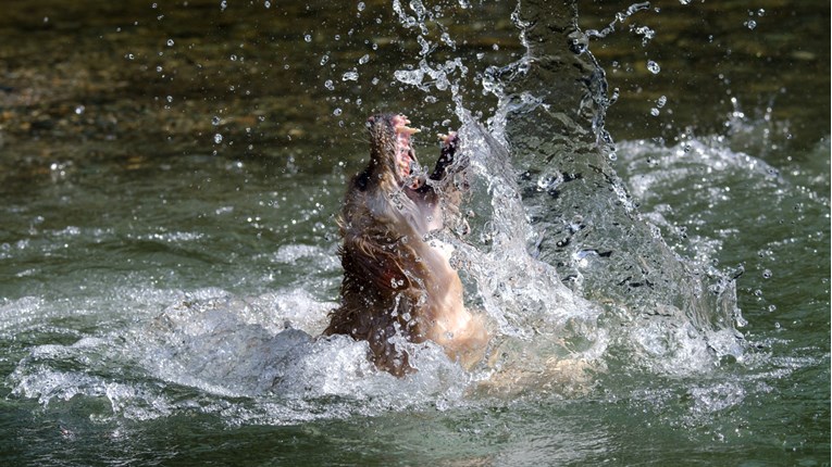 VIDEO Ako netko uživa u skakanju u vodu, onda je to sigurno ovaj pas