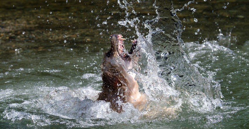 VIDEO Ako netko uživa u skakanju u vodu, onda je to sigurno ovaj pas