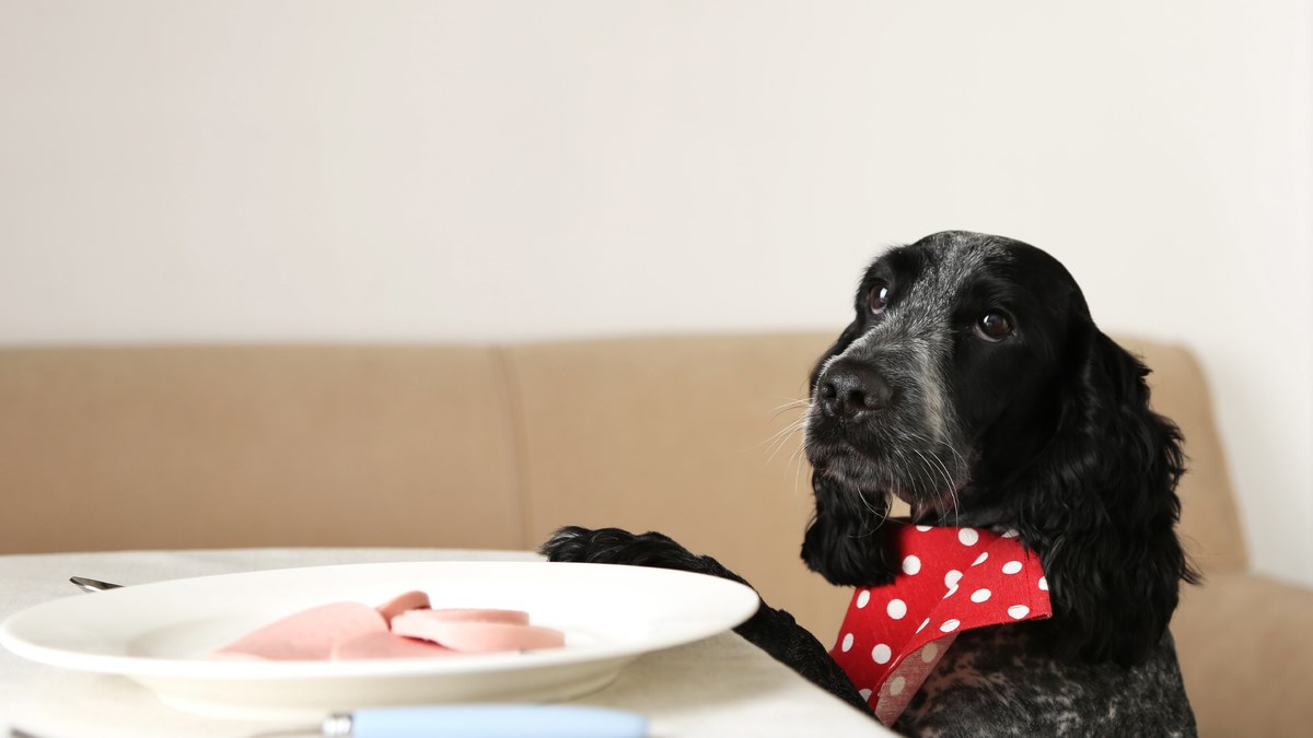 Ako vaš ljubimac voli žicat hranu pazite na ove namirnice