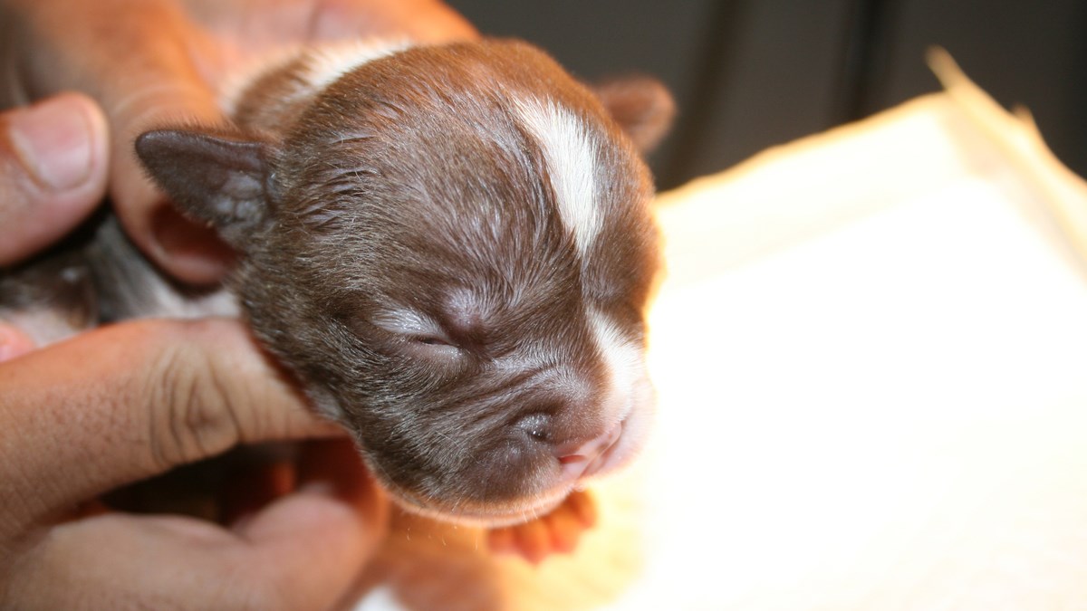 VIDEO Ostavljen je na cesti, star svega jedan dan. Jedva je preživio