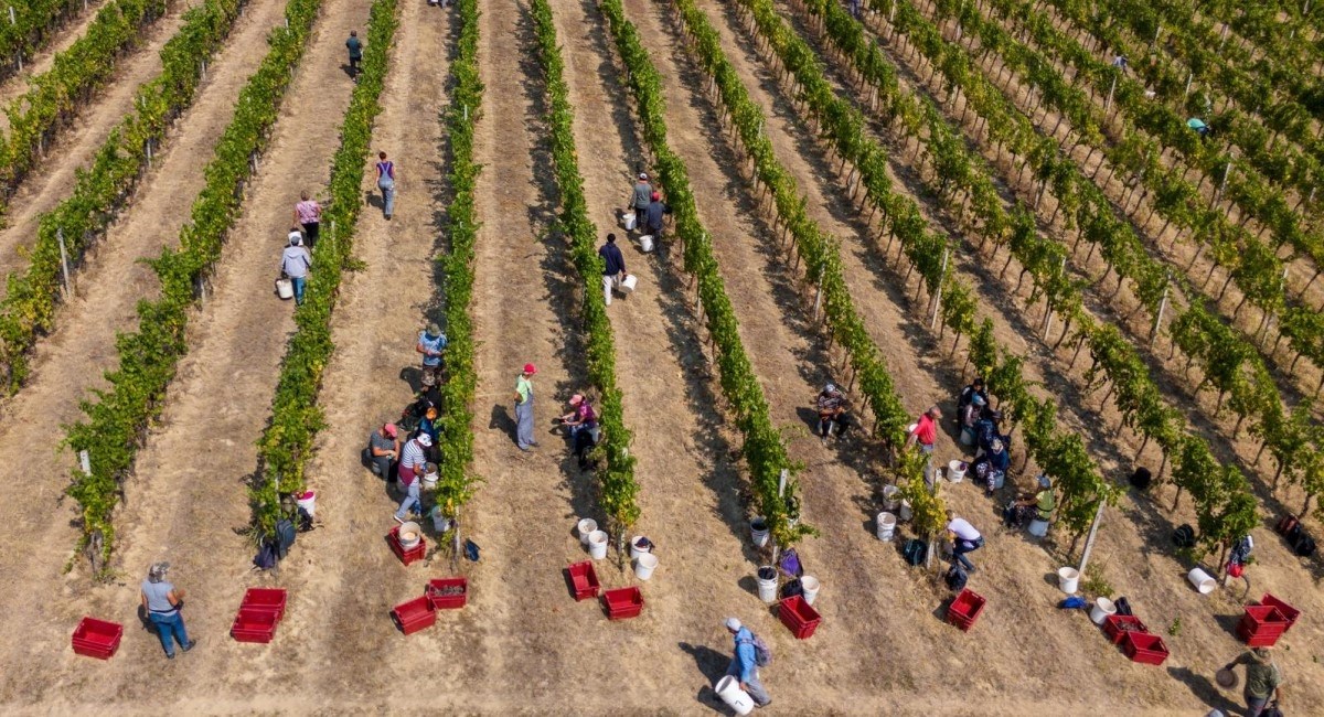 Rekordno rana berba grožđa u vinogradima. "Ovo je nevjerojatno izazovna godina"