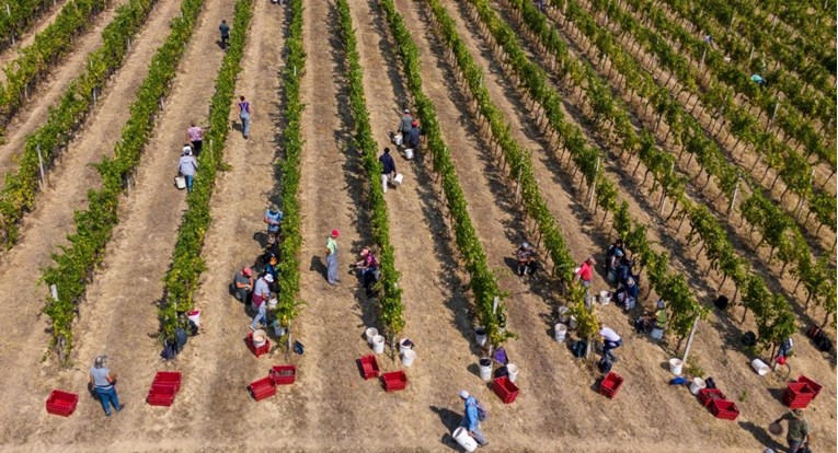 Rekordno rana berba grožđa u vinogradima. "Ovo je nevjerojatno izazovna godina"