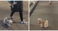VIDEO 23 milijuna pregleda: Prepoznaje li pas svog vlasnika? Ovaj video govori sve