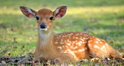 Krivolovac na jelene osuđen gledati Bambija u zatvoru