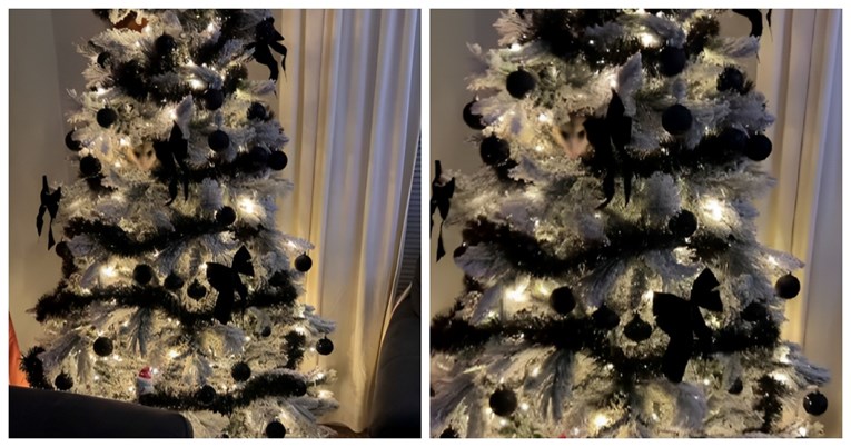 VIDEO Čula kihanje pa pogledala u božićno drvce i u njemu pronašla neočekivanog gosta