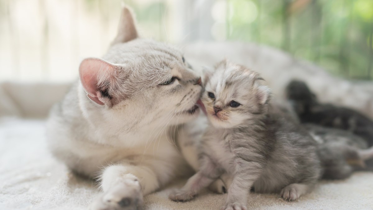 Provjerite što sve dosad možda niste znali o mačkama
