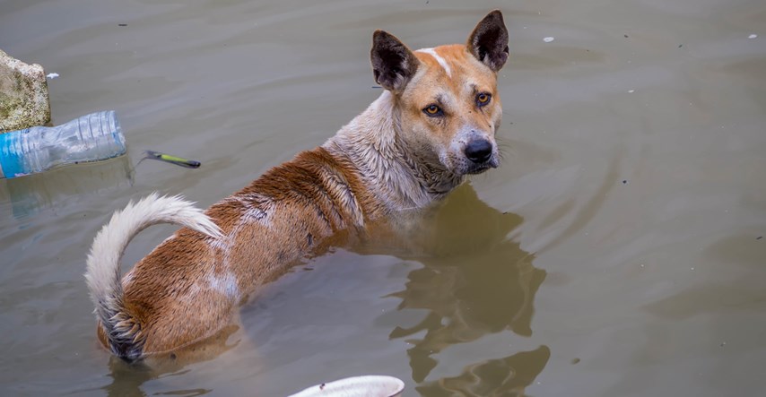 Dok neki uživaju na sigurnom, ovi psi gube svoje sklonište zbog poplava
