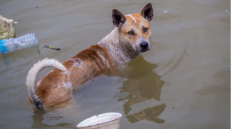 Dok neki uživaju na sigurnom, ovi psi gube svoje sklonište zbog poplava